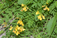 Hippocrepis comosa